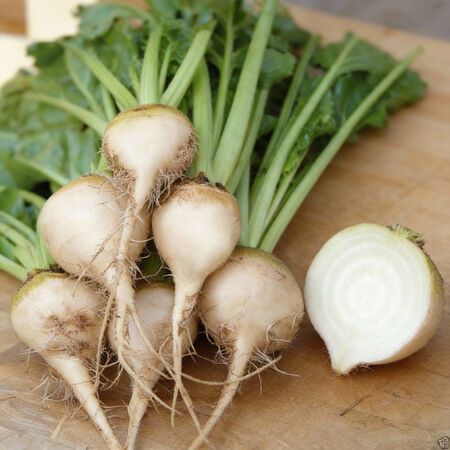 White Albino, Beet Seeds - Packet (200 Seeds) image number null